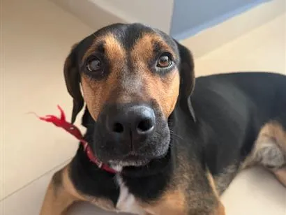 Cachorro raça SRD-ViraLata idade 3 anos nome Sem nome 
