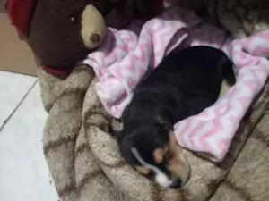 Cachorro raça SRD-ViraLata idade 2 a 6 meses nome Bela