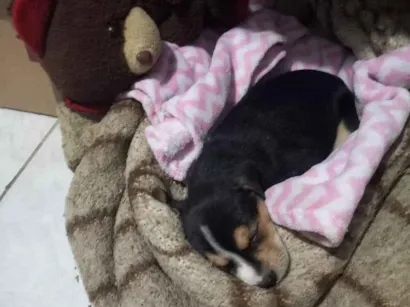 Cachorro raça SRD-ViraLata idade 2 a 6 meses nome Bela