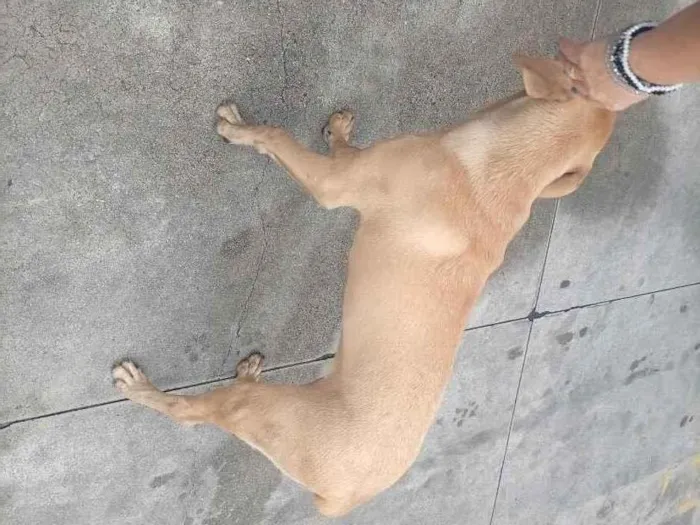 Cachorro raça SRD-ViraLata idade 1 ano nome possível nome Mel