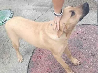 Cachorro raça SRD-ViraLata idade 1 ano nome possível nome Mel