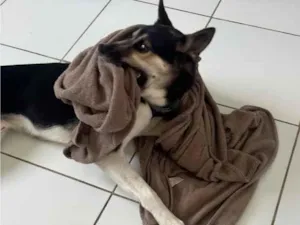 Cachorro raça SRD-ViraLata idade 1 ano nome Zion Luan