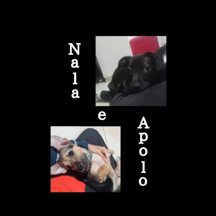 Cachorro raça SRD-ViraLata idade 2 a 6 meses nome Apolo e nala