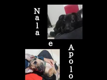 Cachorro raça SRD-ViraLata idade 2 a 6 meses nome Apolo e nala