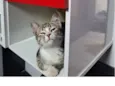 docinho