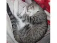 docinho