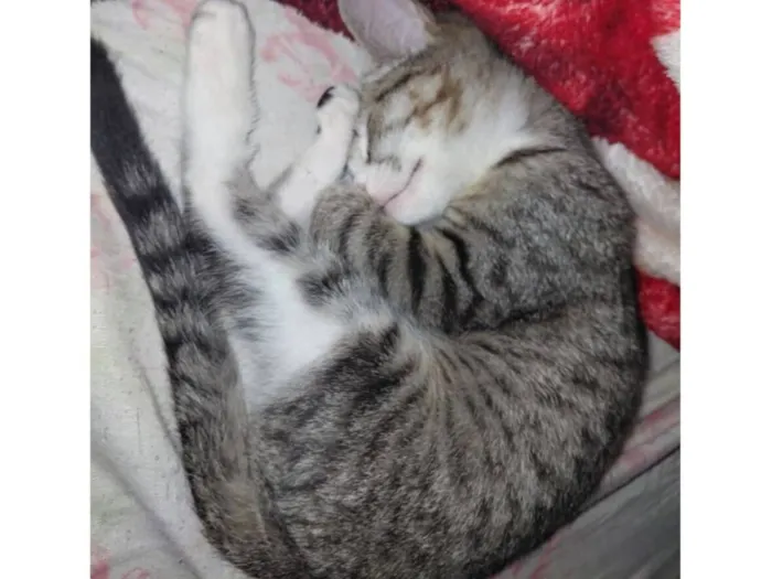 Gato raça SRD-ViraLata idade 7 a 11 meses nome docinho