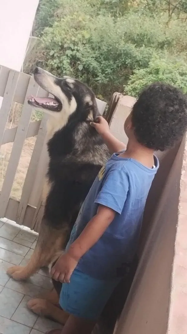 Cachorro raça Husky Siberiano idade 1 ano nome scott