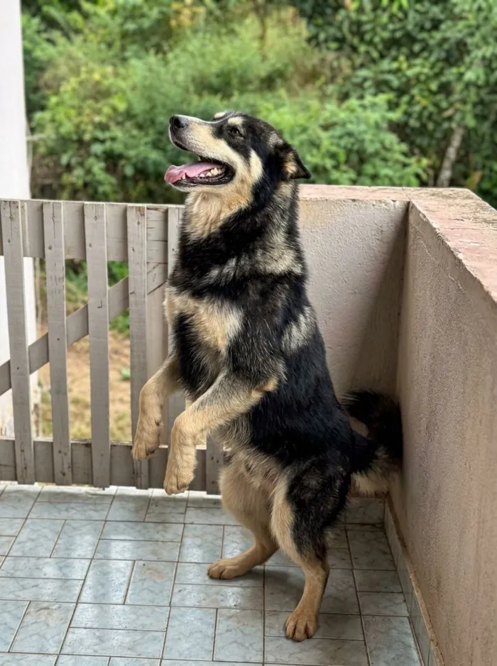 Cachorro raça Husky Siberiano idade 1 ano nome scott