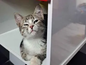 Gato raça SRD-ViraLata idade 7 a 11 meses nome docinho