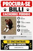 Billi