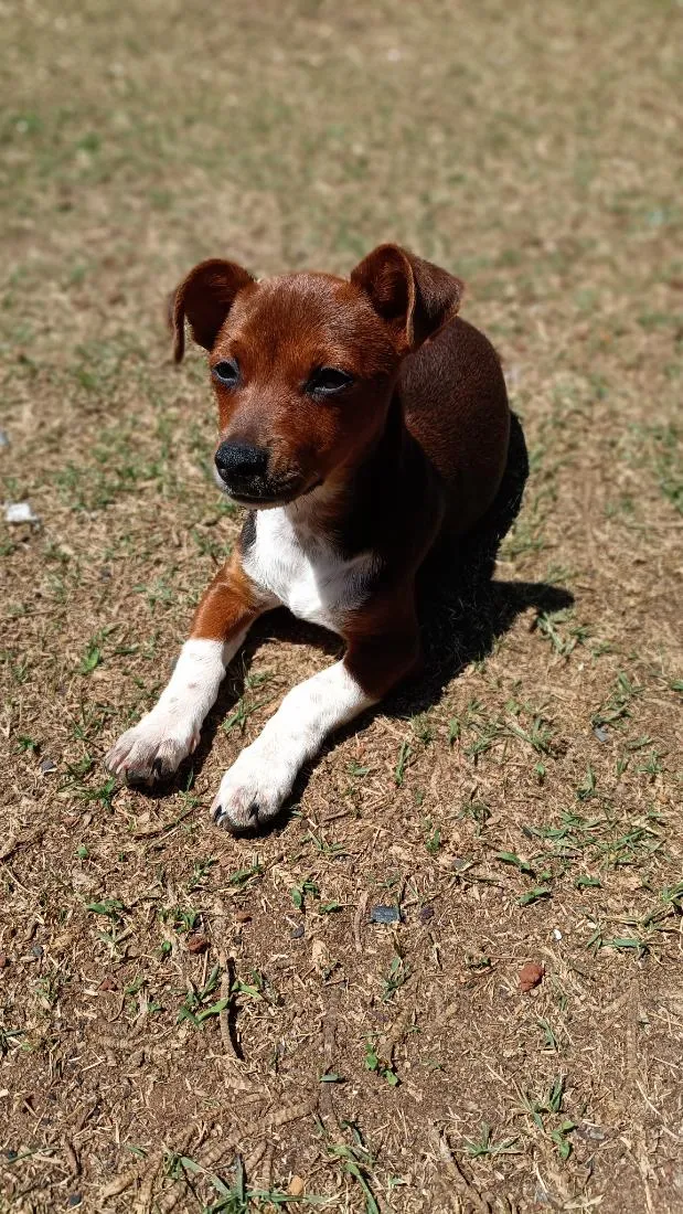 Cachorro raça SRD-ViraLata idade 1 ano nome Billi
