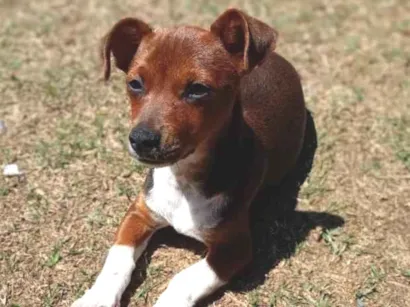 Cachorro raça SRD-ViraLata idade 1 ano nome Billi