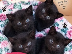 Gato raça SRD-ViraLata idade Abaixo de 2 meses nome eles ainda não tem nome