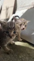 Gatinhos 