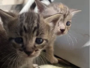 Gato raça SRD-ViraLata idade Abaixo de 2 meses nome Gatinhos 