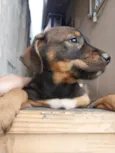 huguinho