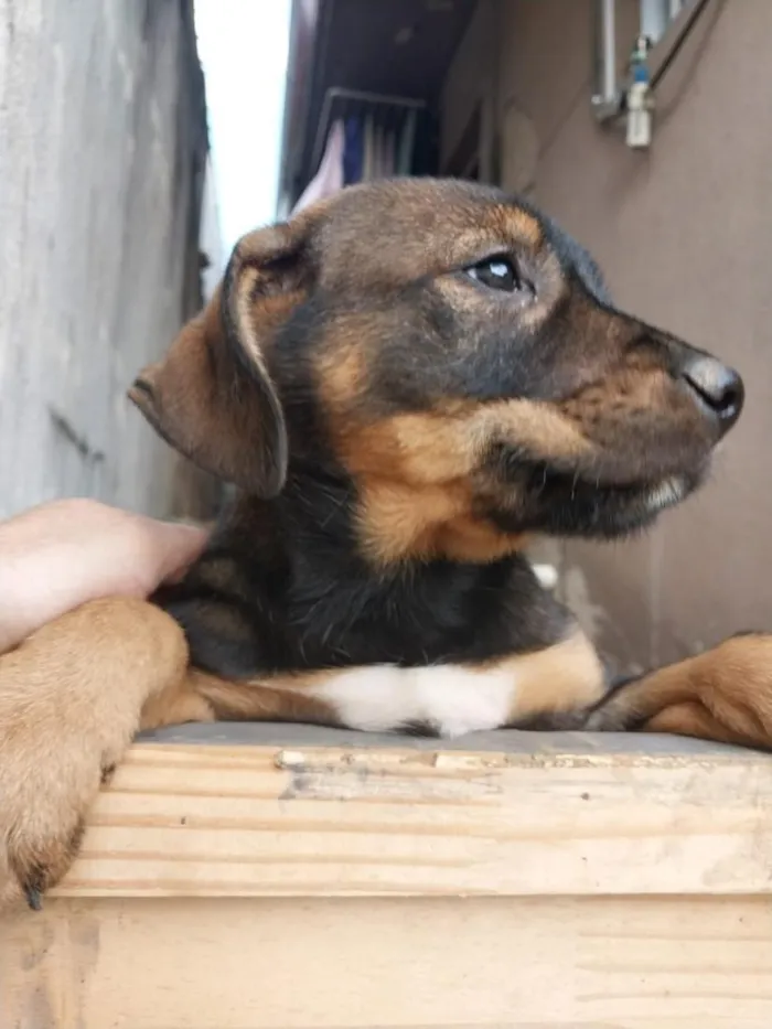 Cachorro raça SRD-ViraLata idade 2 a 6 meses nome huguinho