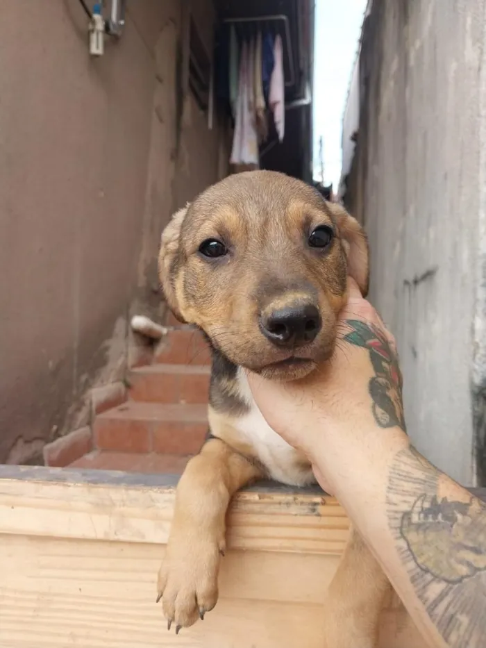 Cachorro raça SRD-ViraLata idade 2 a 6 meses nome huguinho