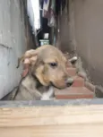 huguinho