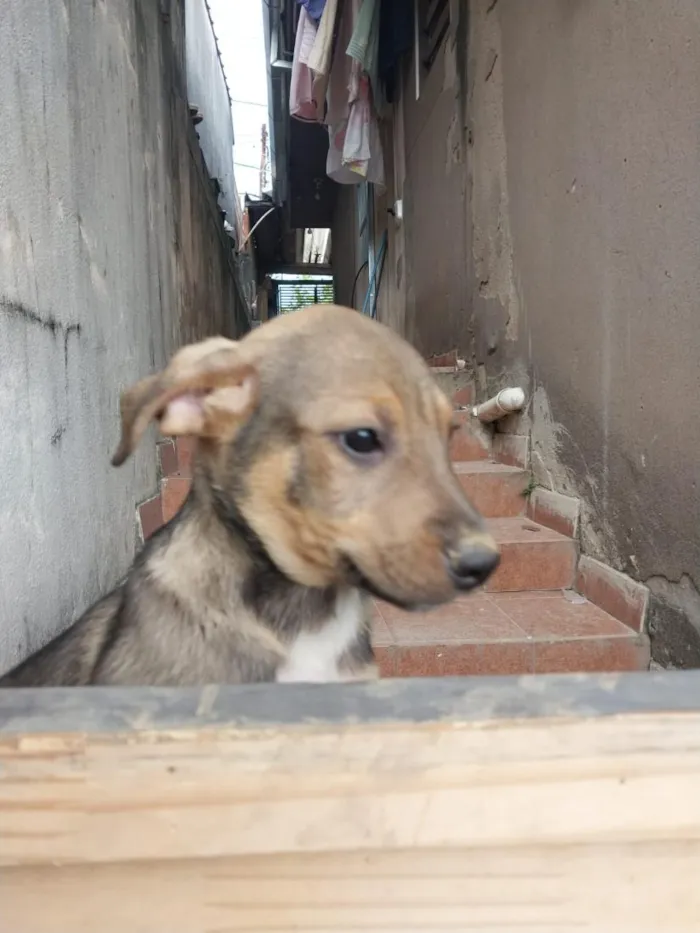 Cachorro raça SRD-ViraLata idade 2 a 6 meses nome huguinho