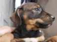 huguinho