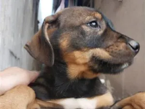 Cachorro raça SRD-ViraLata idade 2 a 6 meses nome huguinho