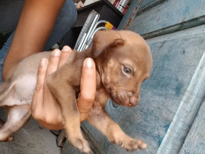 Cachorro raça SRD-ViraLata idade Abaixo de 2 meses nome Sem nome definido