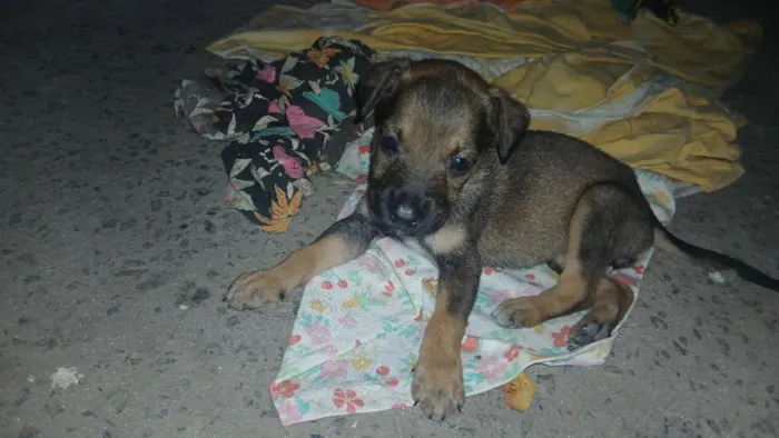 Cachorro raça SRD-ViraLata idade Abaixo de 2 meses nome Sem nome definido