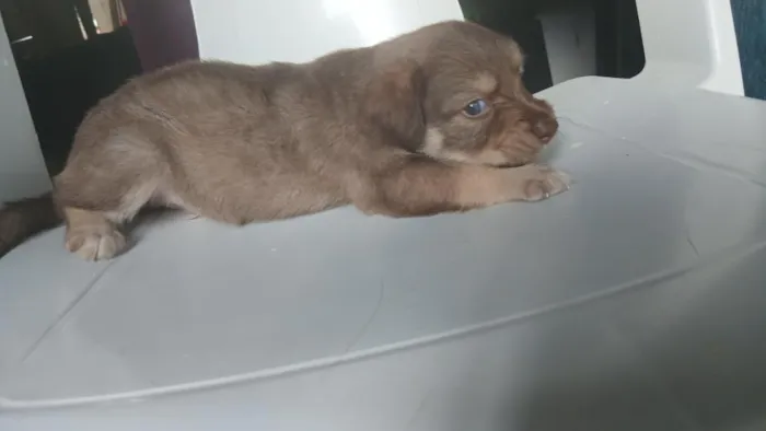 Cachorro raça SRD-ViraLata idade Abaixo de 2 meses nome Sem nome definido