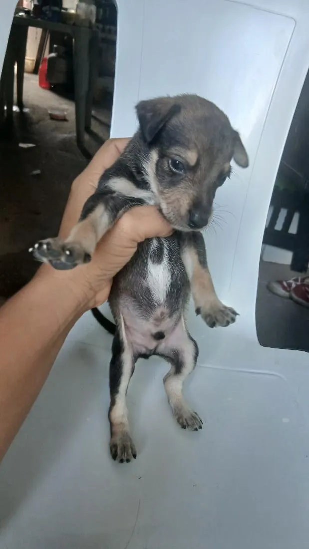 Cachorro raça SRD-ViraLata idade Abaixo de 2 meses nome Sem nome definido
