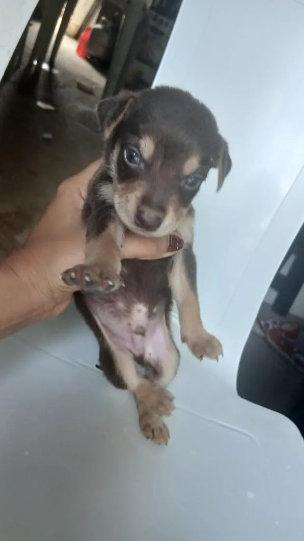 Cachorro raça SRD-ViraLata idade Abaixo de 2 meses nome Sem nome definido