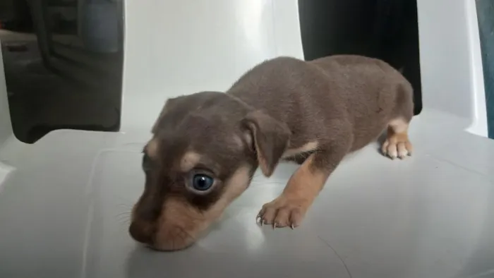 Cachorro raça SRD-ViraLata idade Abaixo de 2 meses nome Sem nome definido