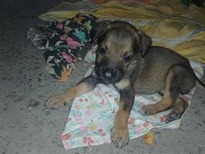 Cachorro raça SRD-ViraLata idade Abaixo de 2 meses nome Sem nome definido