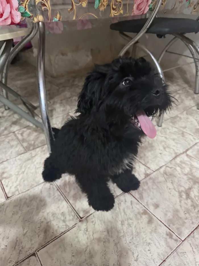Cachorro raça SRD-ViraLata idade 2 a 6 meses nome Soneca