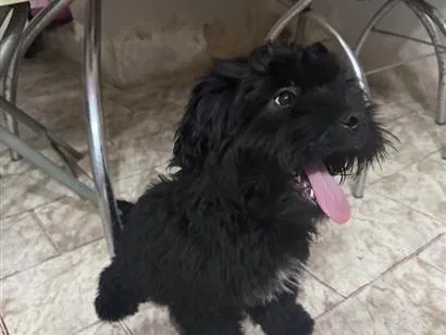 Cachorro raça SRD-ViraLata idade 2 a 6 meses nome Soneca