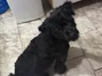 Mel