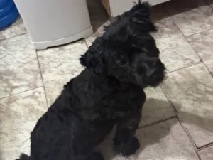 Cachorro raça SRD-ViraLata idade 2 anos nome Mel