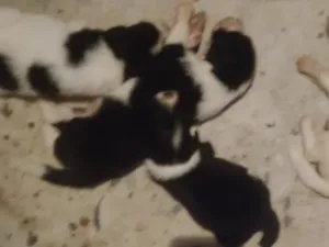 Cachorro raça SRD-ViraLata idade Abaixo de 2 meses nome sem nome