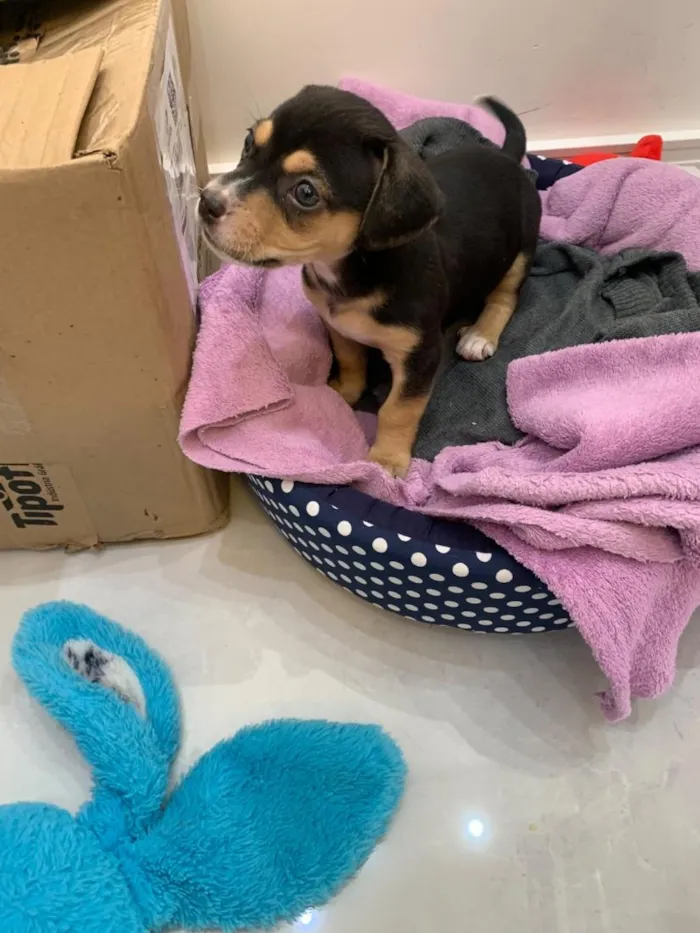 Cachorro raça SRD-ViraLata idade Abaixo de 2 meses nome Pretinha