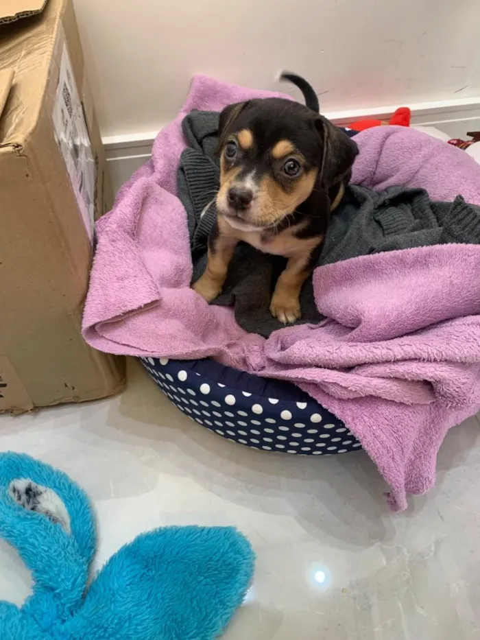 Cachorro raça SRD-ViraLata idade Abaixo de 2 meses nome Pretinha