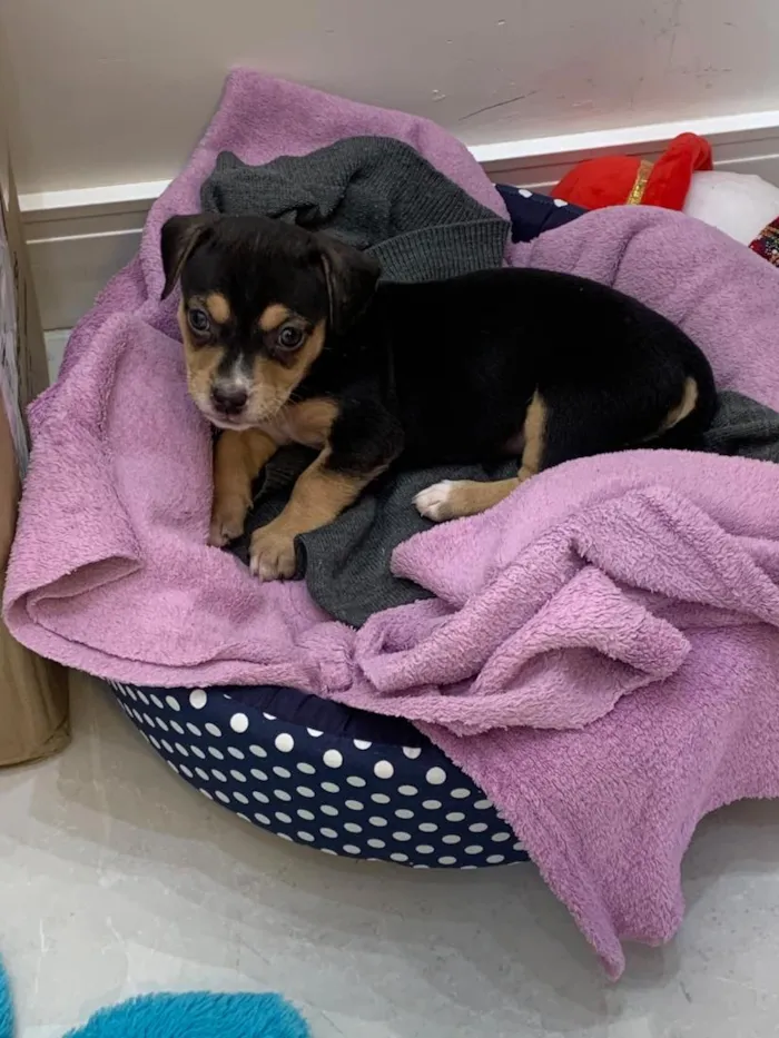 Cachorro raça SRD-ViraLata idade Abaixo de 2 meses nome Pretinha