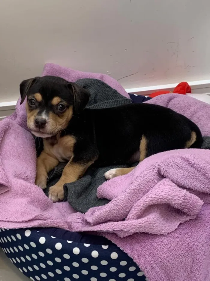 Cachorro raça SRD-ViraLata idade Abaixo de 2 meses nome Pretinha