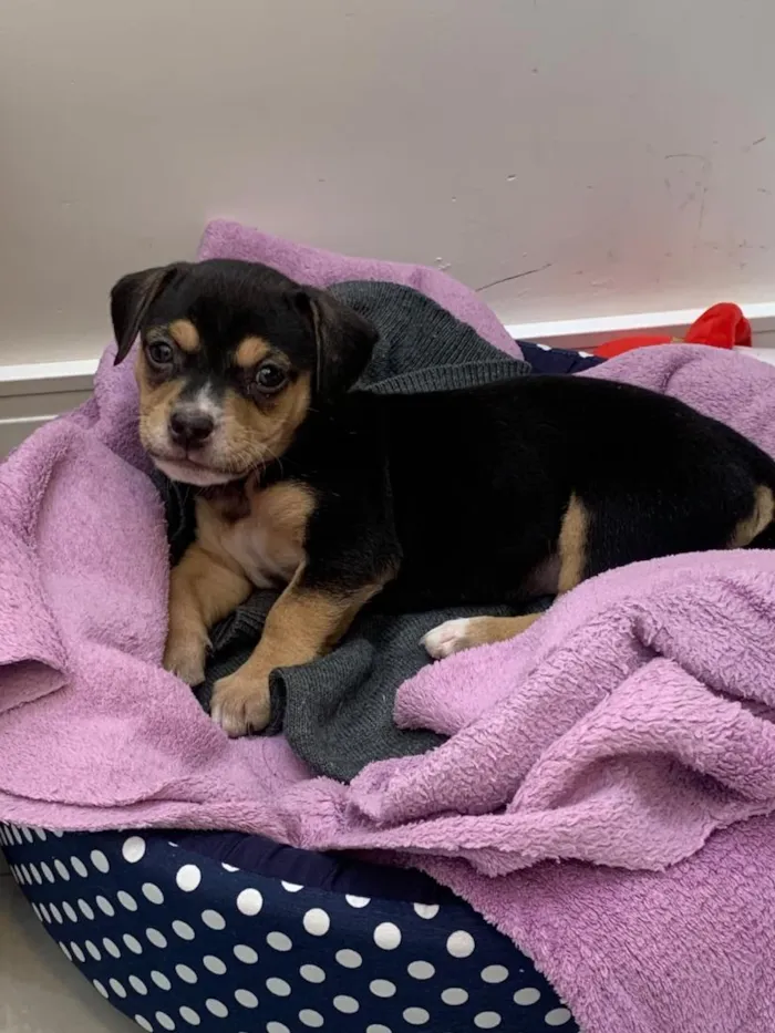 Cachorro raça SRD-ViraLata idade Abaixo de 2 meses nome Pretinha