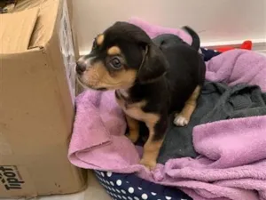 Cachorro raça SRD-ViraLata idade Abaixo de 2 meses nome Pretinha