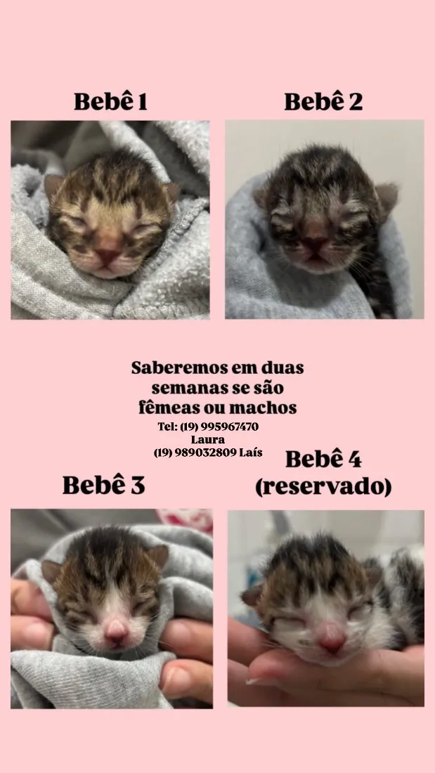 Gato raça SRD-ViraLata idade Abaixo de 2 meses nome ainda não possui, o adotante escolhe 