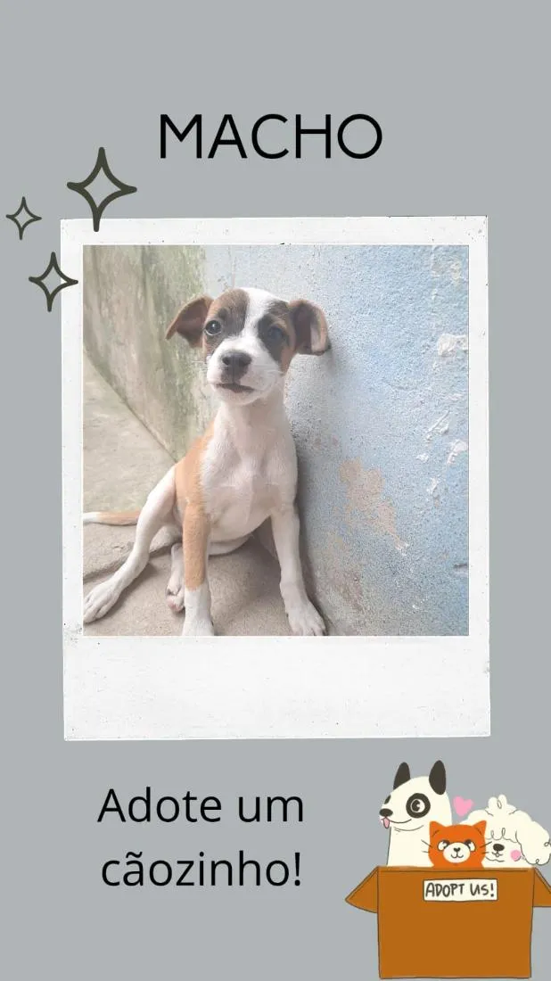 Cachorro raça SRD-ViraLata idade 2 a 6 meses nome Pequenino 