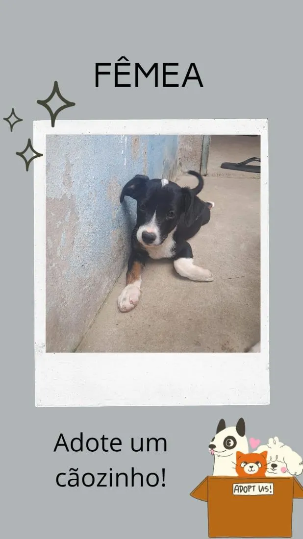 Cachorro raça SRD-ViraLata idade 2 a 6 meses nome Pequenino 