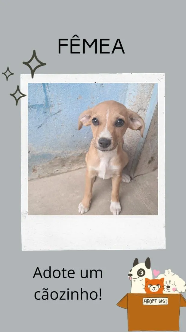 Cachorro raça SRD-ViraLata idade 2 a 6 meses nome Pequenino 