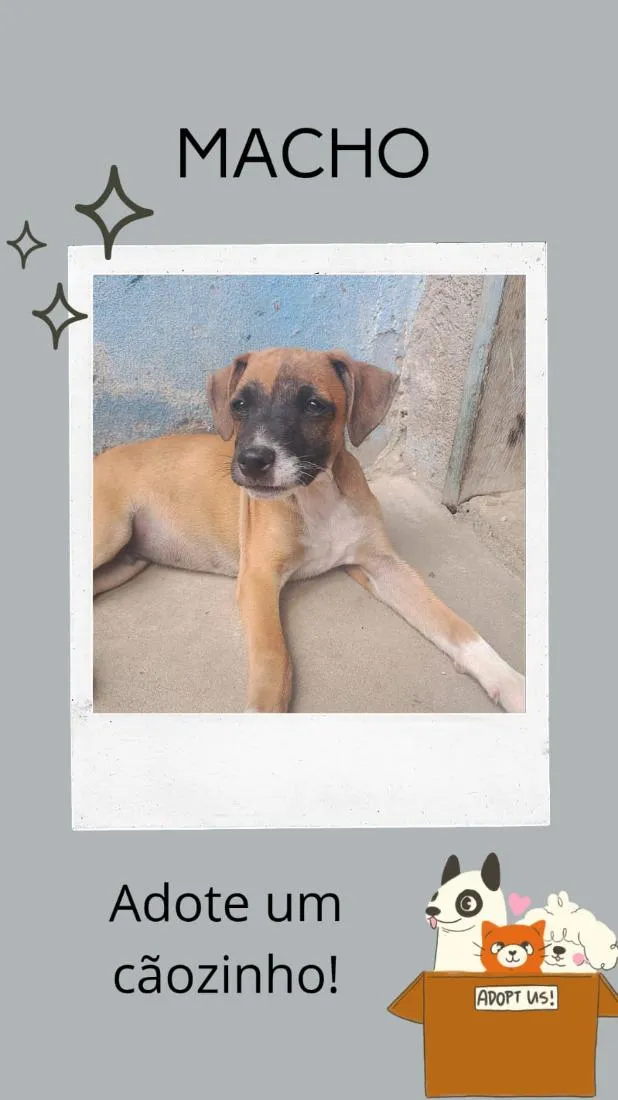 Cachorro raça SRD-ViraLata idade 2 a 6 meses nome Pequenino 